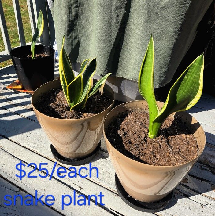 Plants for sell (Snake plants, pothos plants, jade plant, cactus plants & Chinese money plants).