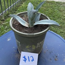 Blue Agave Plant $12