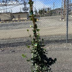 Star Jasmine Hedge