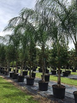 Queen Palms Beautiful 10Ft Tall Delivered And Planted