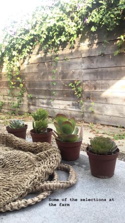 Succulents