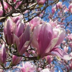 Magnolia   Tree