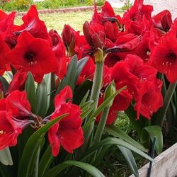Dark Red Amaryllis Plants 6" Pots
