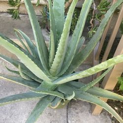 Aloe Plant