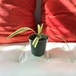 Spider Plant