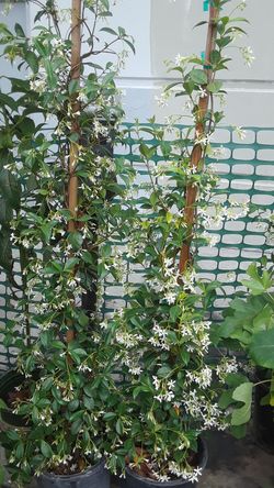 Jasmine