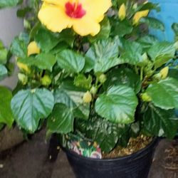 Hibiscus Petunias Bougainvillea