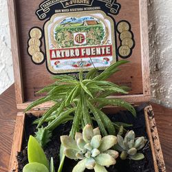 Cigar Succulent Box 