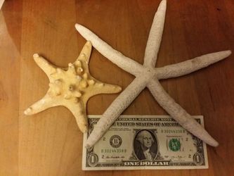 Starfish/sea stars
