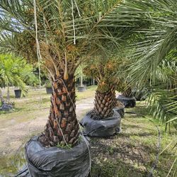 silvester  Palms  all sizes available 