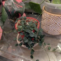 Hoya Serpens