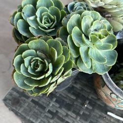 Succulents