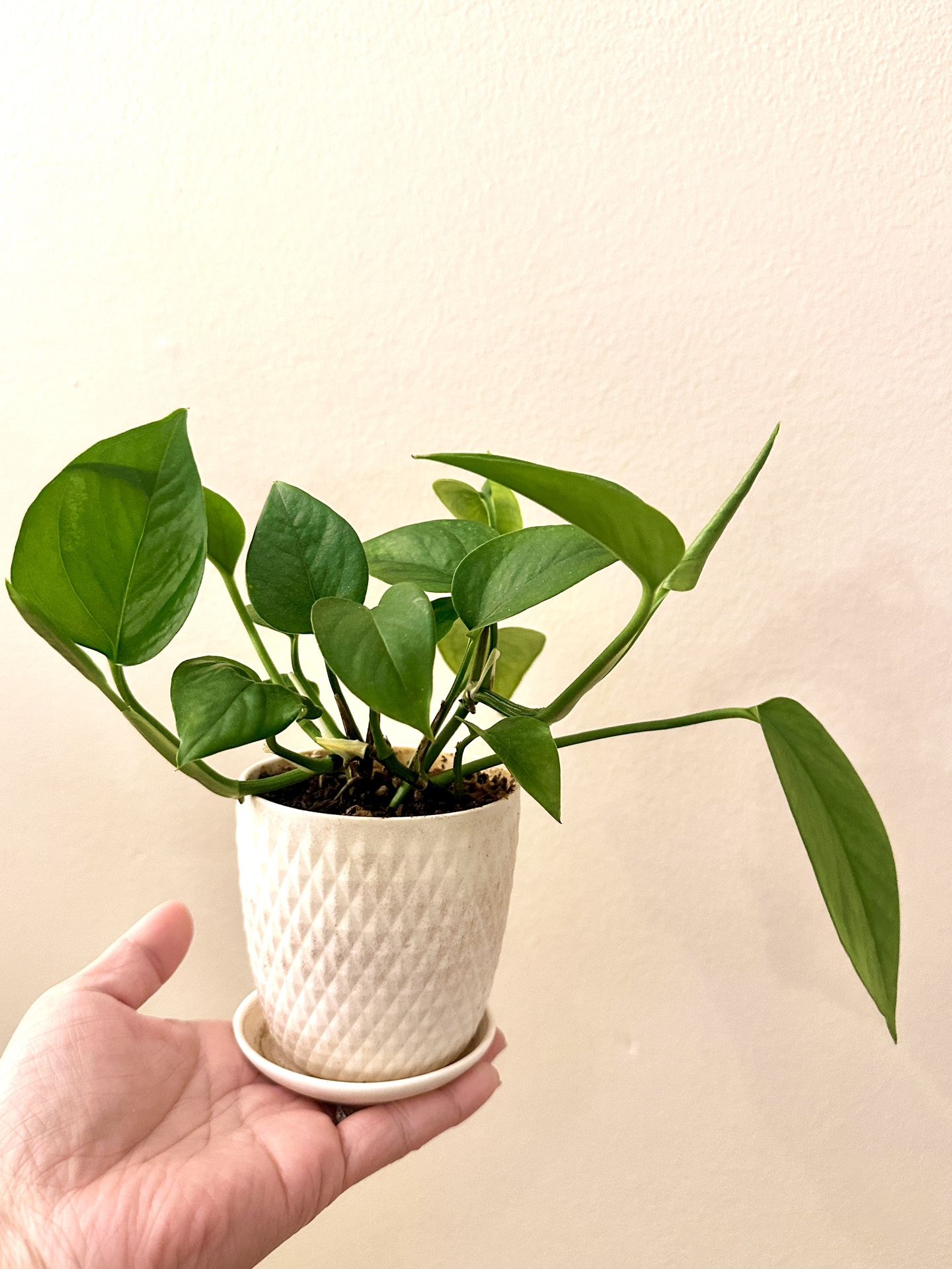 Marble Queen pothos (plant + pot)