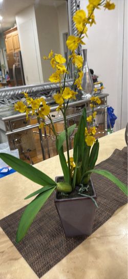 Yellow Oncidium Orchid in Ceramic Pot