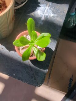 Establish succulent and mini terracotta pot