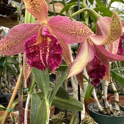 Cattleya Orchid 