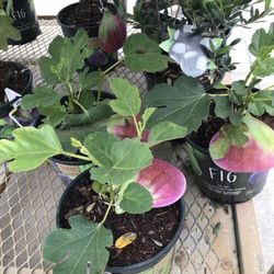 Little Miss Figgy  Fig Dwarf Species Plants Trees 2 Pack