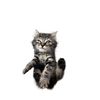 Kevin Heart Cat 
