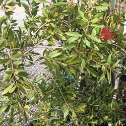 Bottle Brush Plant .