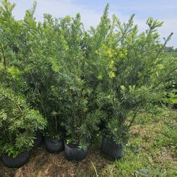 huge Podocarpus Instant  privacy Hedge  for fence 