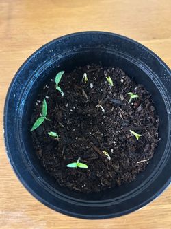 Tomato plants