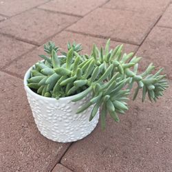 Homegrown Beautiful Succulents In White Flower Ceramic Pot