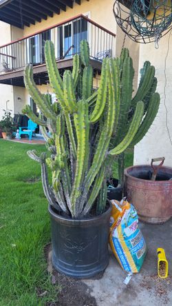 Free Cactus Plants and Large Ceramic Pot