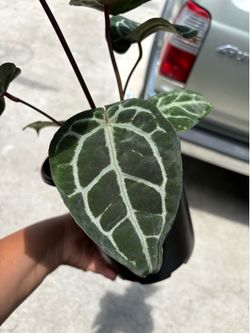 Anthurium DocBlock@Michelle