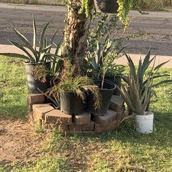 Part Two of the garden patio plants