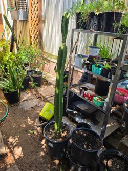 Cactus