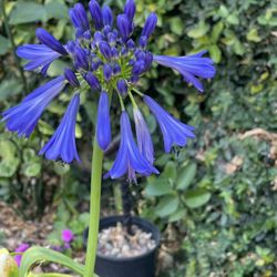 5 gallon agapanthus with succulent