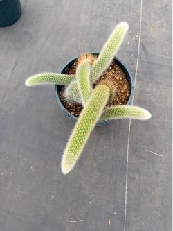 Monkey tail mother plant
