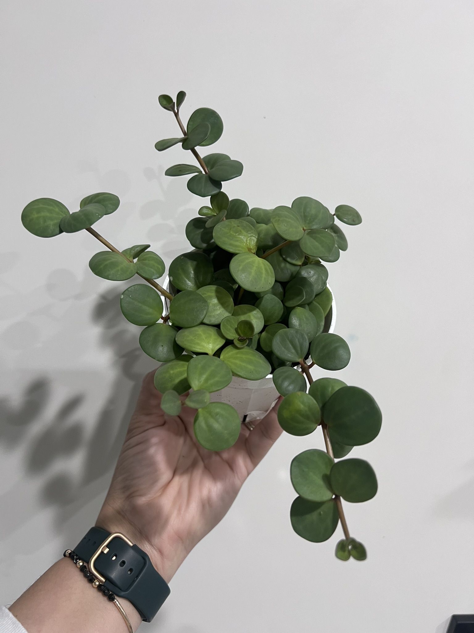 Peperomia Hope 4”