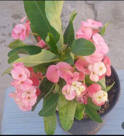 Planta corona de Cristo