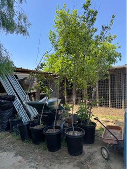 Persimmons Trees