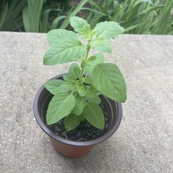 Tulsi/ Holy Basil Plants