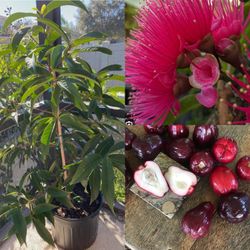 malay apple  , pomerac, etiothy apple  airlayered trees in 7gal arboles de pomarosa injertadoa