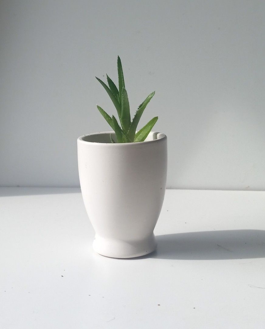 Variegated Haworthia Succulent Plant/ Indoor Plant/ House Plant Flower Patio Garden