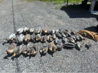 Duck Decoys