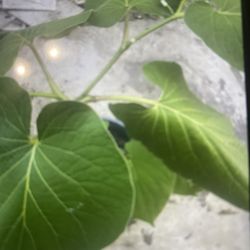 Plants De Hoja Santa 