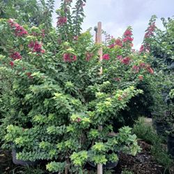 Huge Bougainvillea Trellis $250🌸