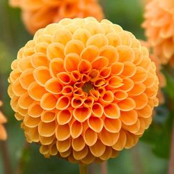 Orange PomPom Dahlia plant flower cuttings