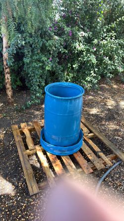 Chicken, poultry feeder