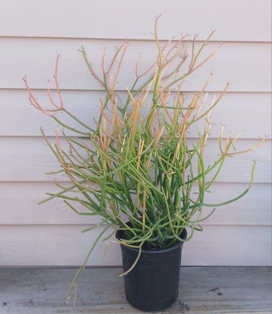 Fire Sticks Succulent Plant 🪴 (B)