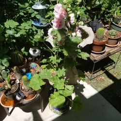 Hollyhocks /Dwarfs Light Pink 