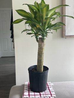 Dracaena Massangeana