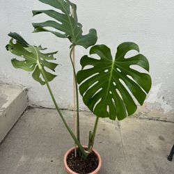 Monstera Large Firm