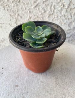 3 Inch Pot Succulent Plant - Echeveria Raindrops - Rooted & Established - Drought Resistant 🪴