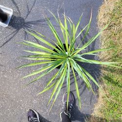 Verigated Adam's Needle PALM TREE 
