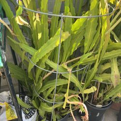 Epi Plant White Color 